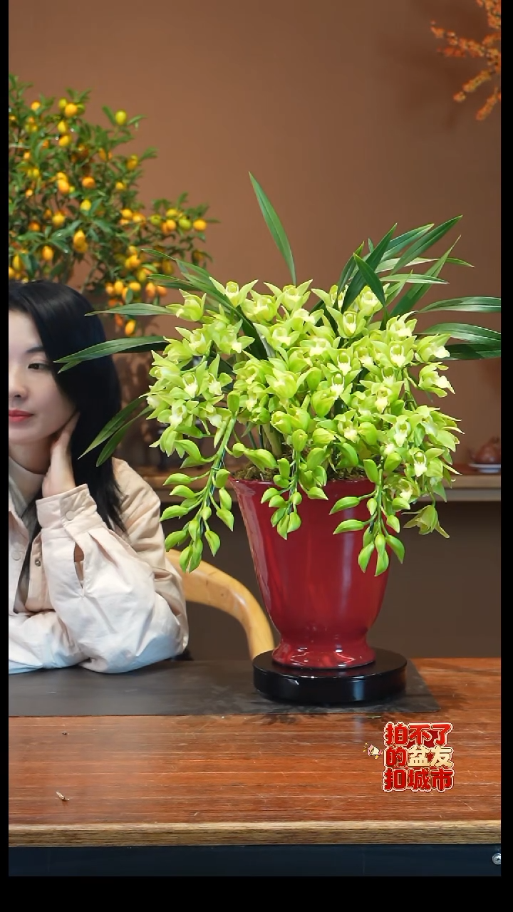 全部花朵绿精灵拱兰盆景盆景盆景