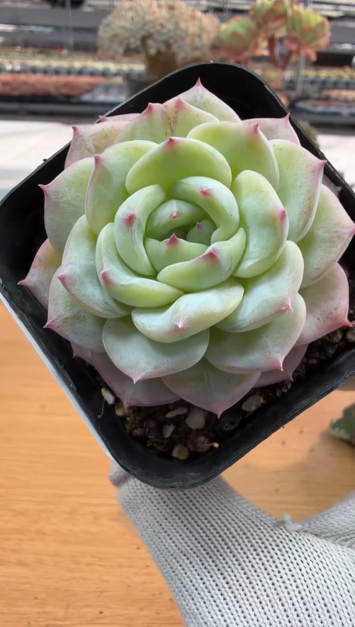 东云多肉园二店-272