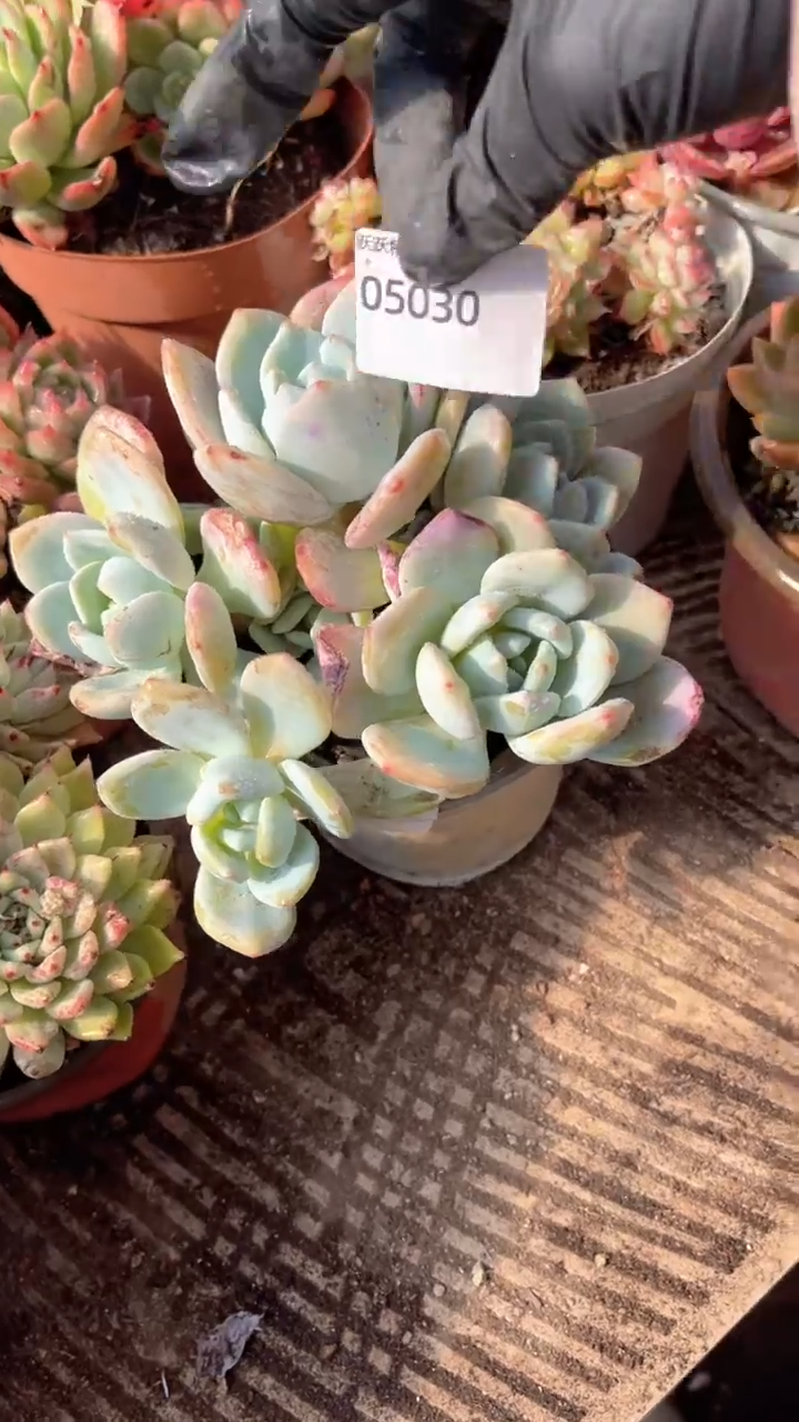 一**求跃跃精品多肉05030