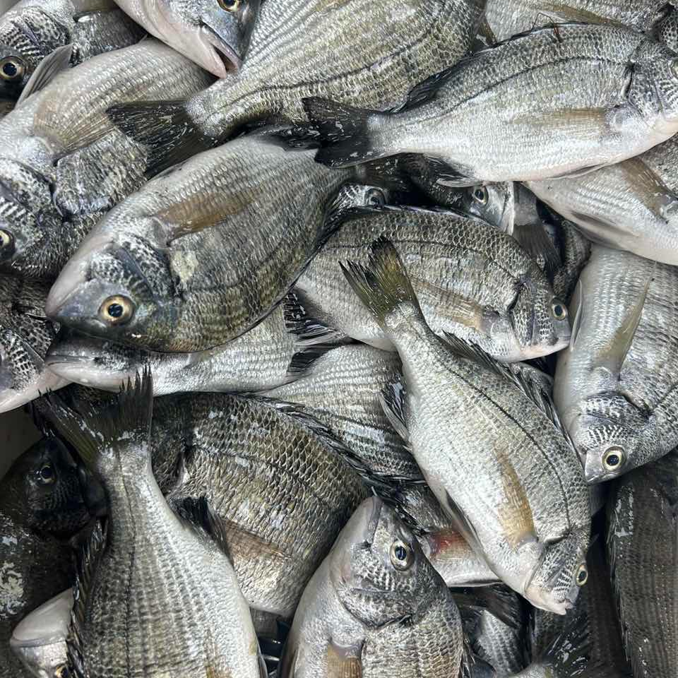 黑翅鱼 鲜冻 次日达 顺丰快递 厦门发货  2500g