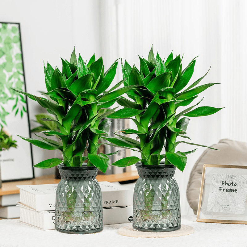 【买一送一】水培富贵竹观音竹简单好养桌面植物桌面轻奢树脂盆