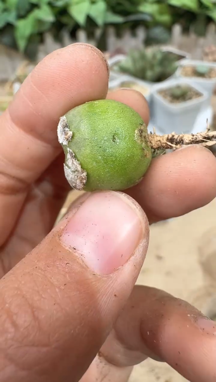 28-288多肉植物肉锥