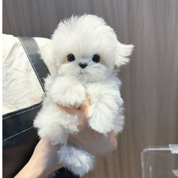 卷毛哥家宠物全款链接