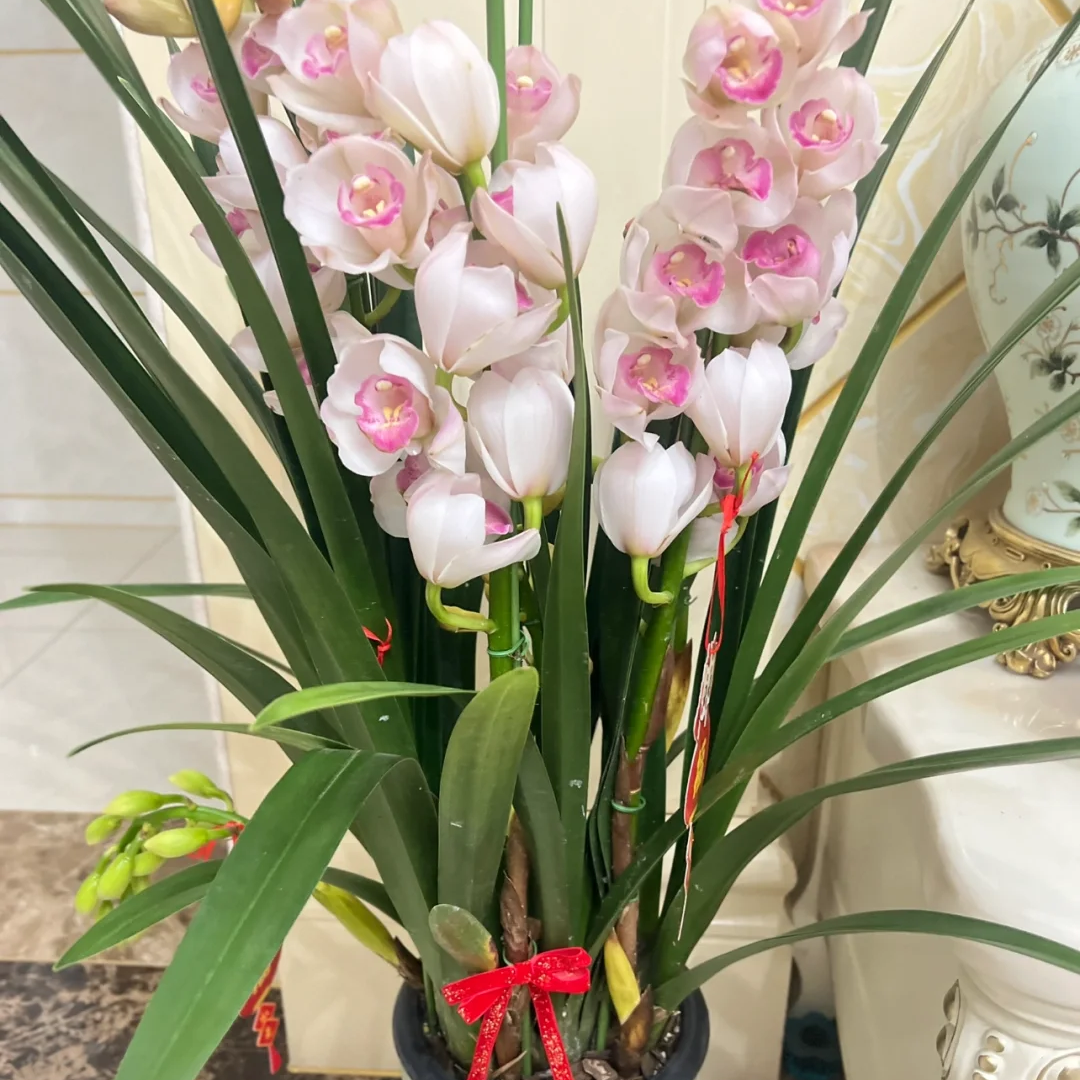 【诱惑】浅粉色高端室内盆栽大花蕙兰180口径基地直发