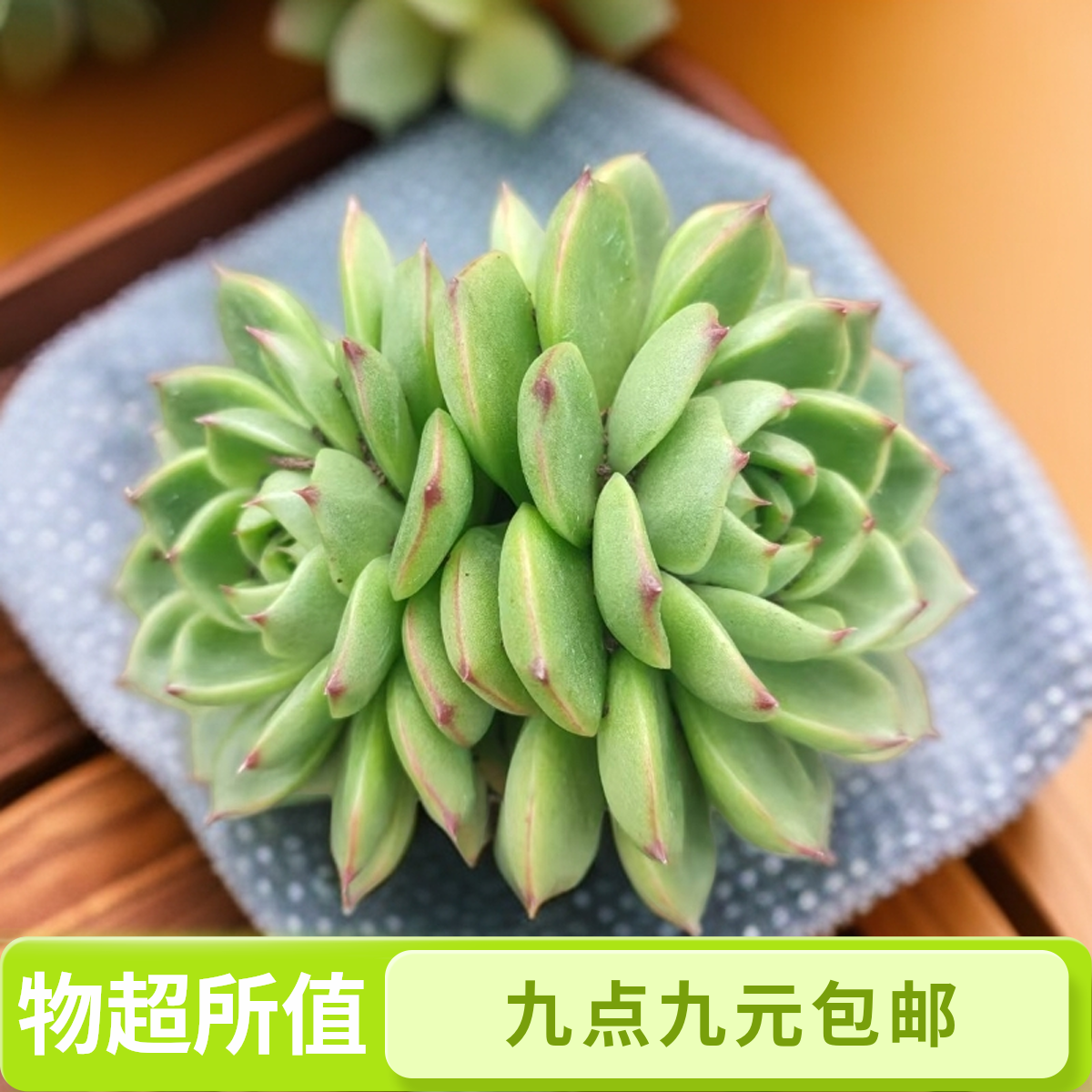 月亮石多肉（九点九包邮）以直播间实物为 标准 新手 好养 好看  