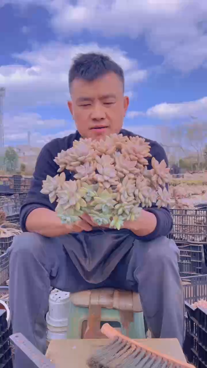 191淡雪缀化一物一拍