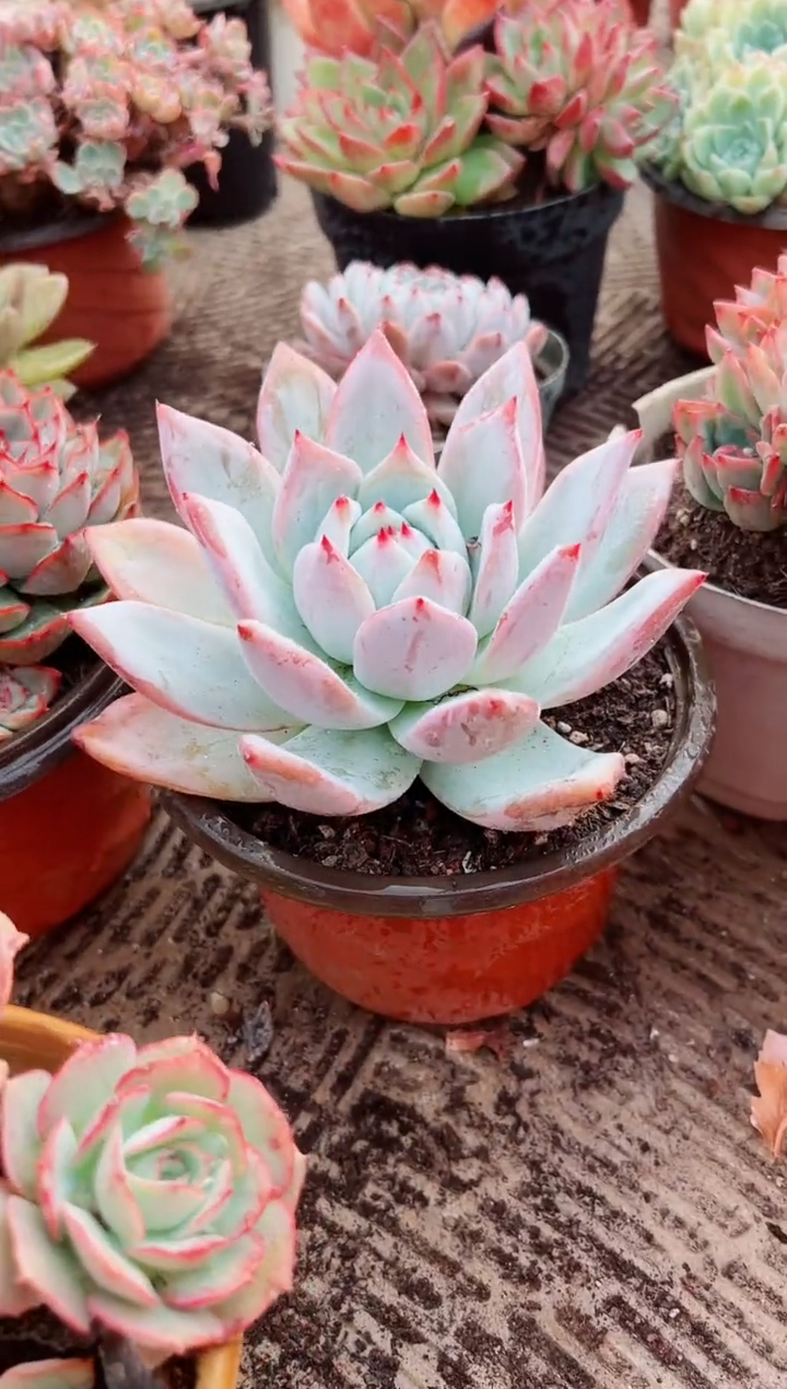 y**?多肉植物一物一拍28139