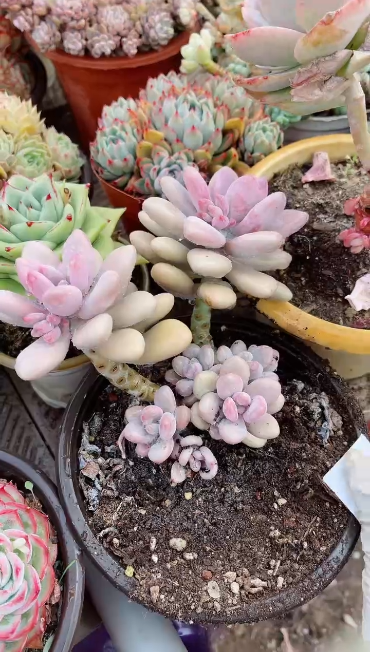 【闪购商品】09209