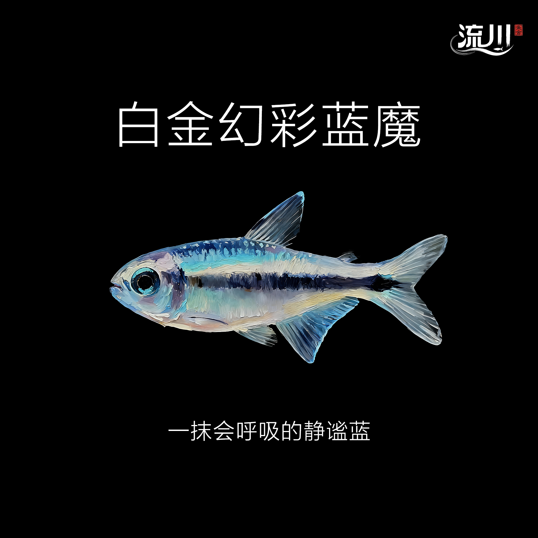 【流川鱼舍】白金幻彩蓝魔灯鱼【顺丰包邮包损】