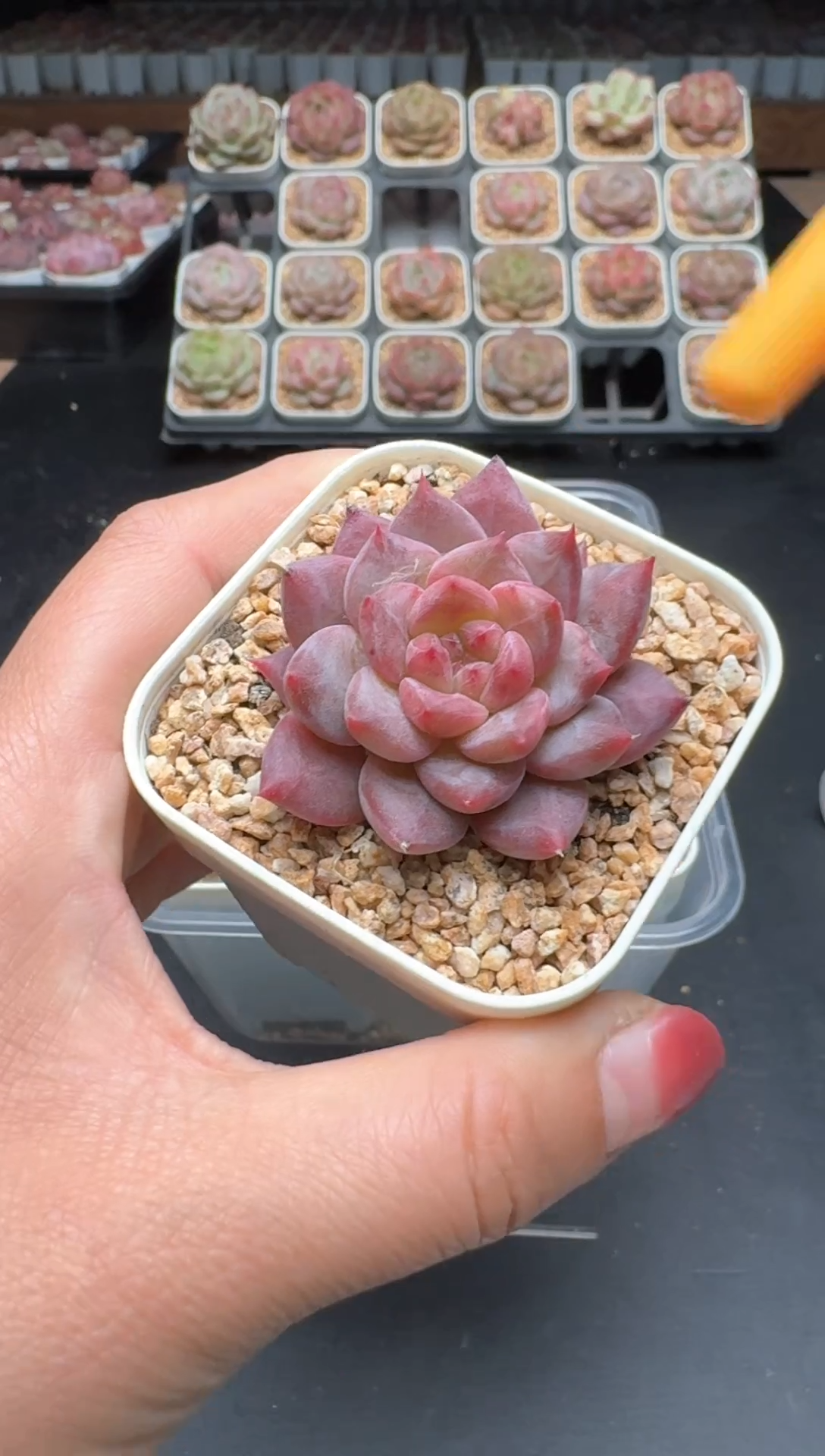 【闪购商品】301A号一物一拍多肉花卉植物拍3颗起发