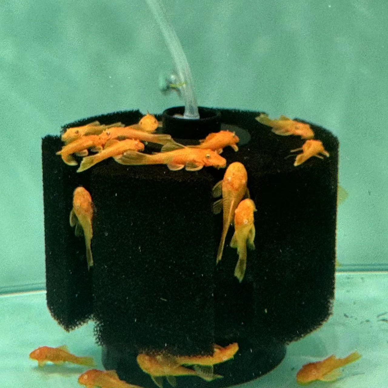 【疯狂小鱼】异型鱼合集