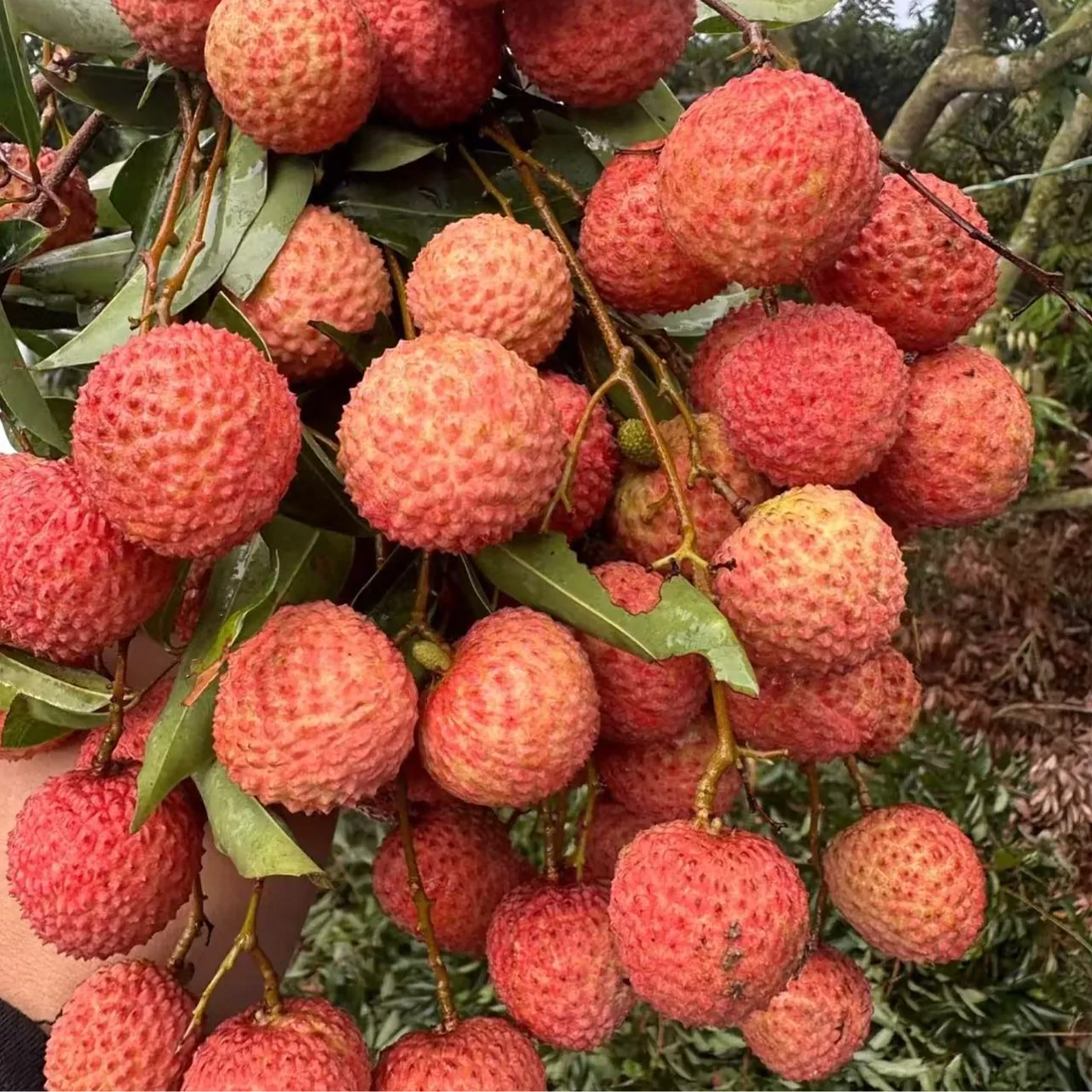 Z【顺丰包邮】海南妃子笑荔枝 果肉脆嫩多汁又大又甜 冰箱冷藏30分钟更丝滑 8斤荔枝同城送新鲜