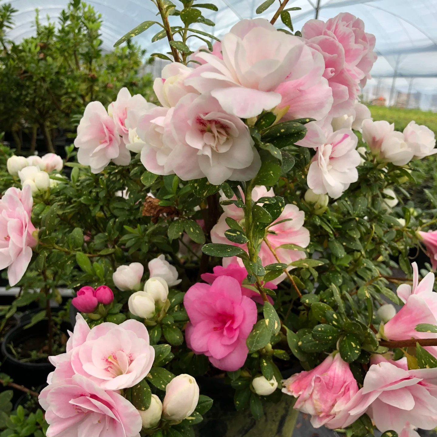 盛燕园艺【碧海洒金】皋月品种杜鹃复色花室内外