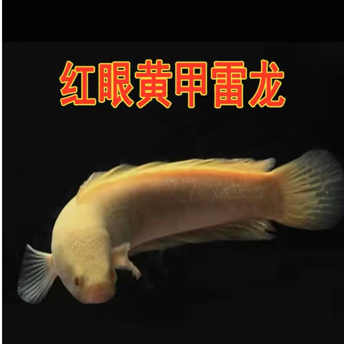 黄化红眼黑鱼黄金雷龙不加温活体观赏鱼