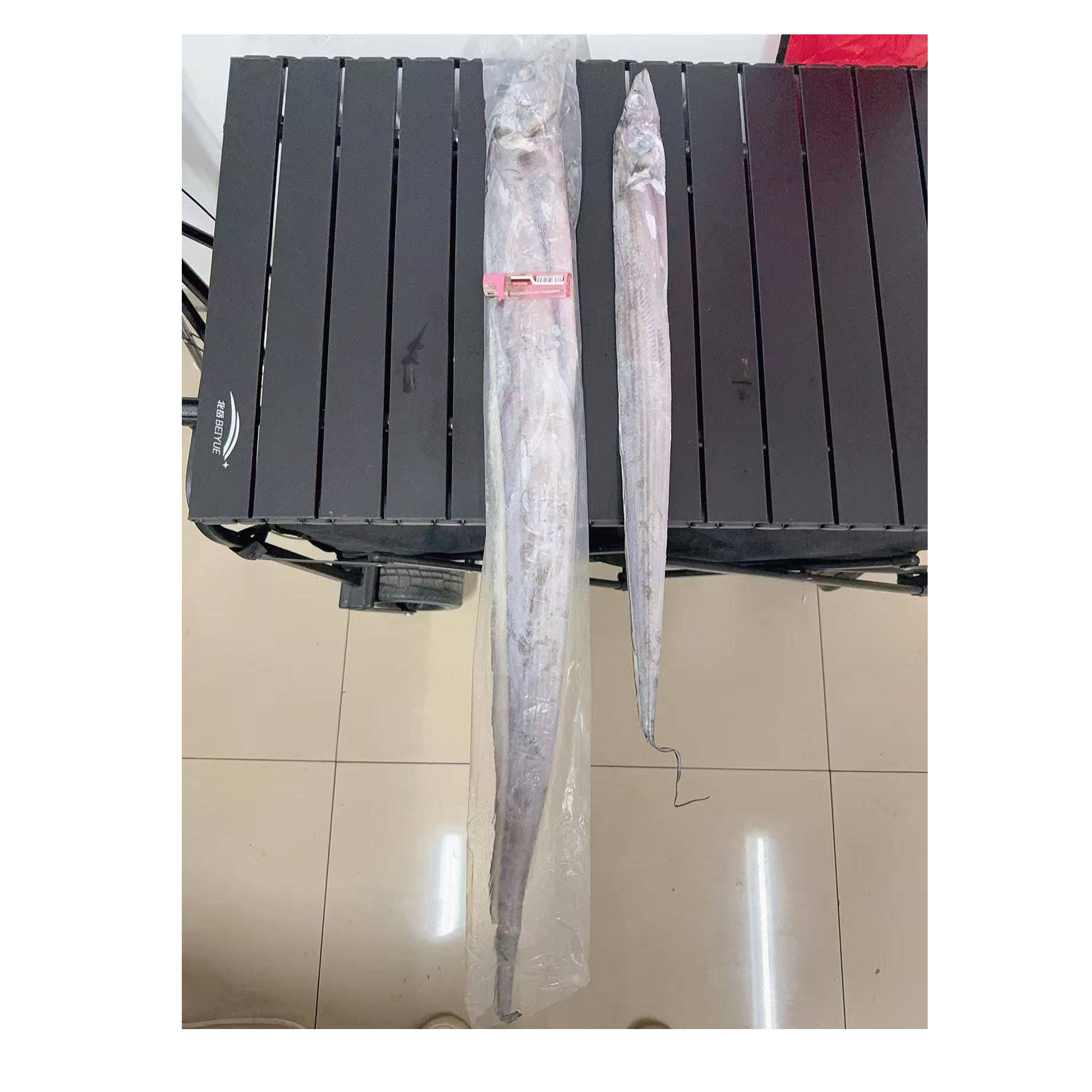 特大海捕钓带5-6指宽精品新鲜净重1.5kg断开发货新疆包邮