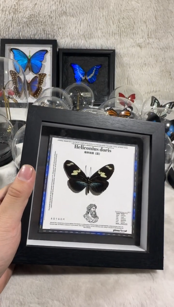 有机玻璃海参修蝶蓝   