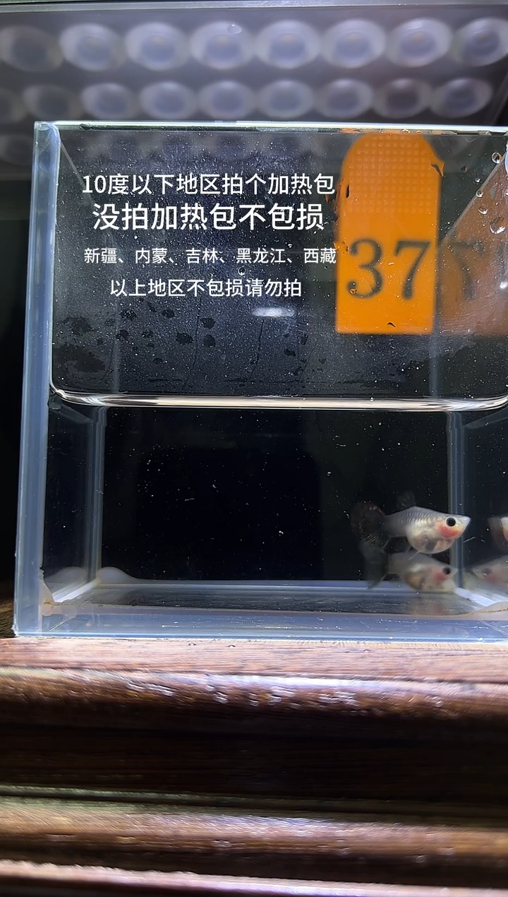 孔雀鱼红龙玻璃猫普通体编号37