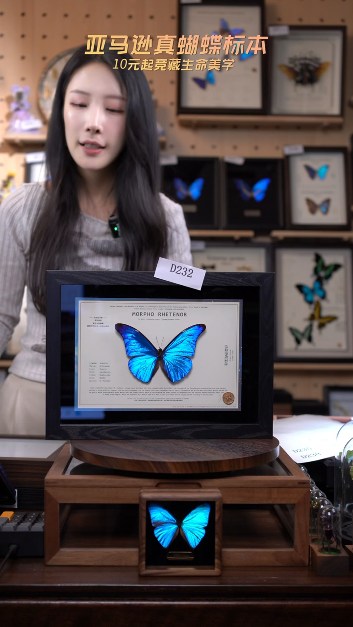 蝴蝶标本摆件竞拍d232