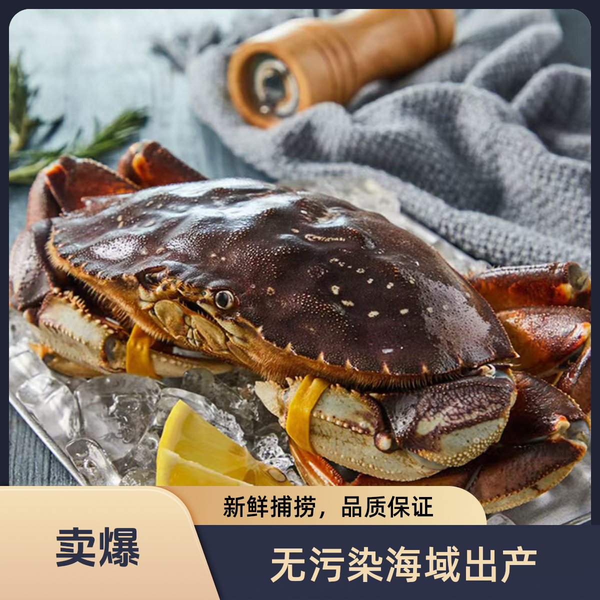 鲜活珍宝蟹1.8左右一只蟹同城配送海鲜