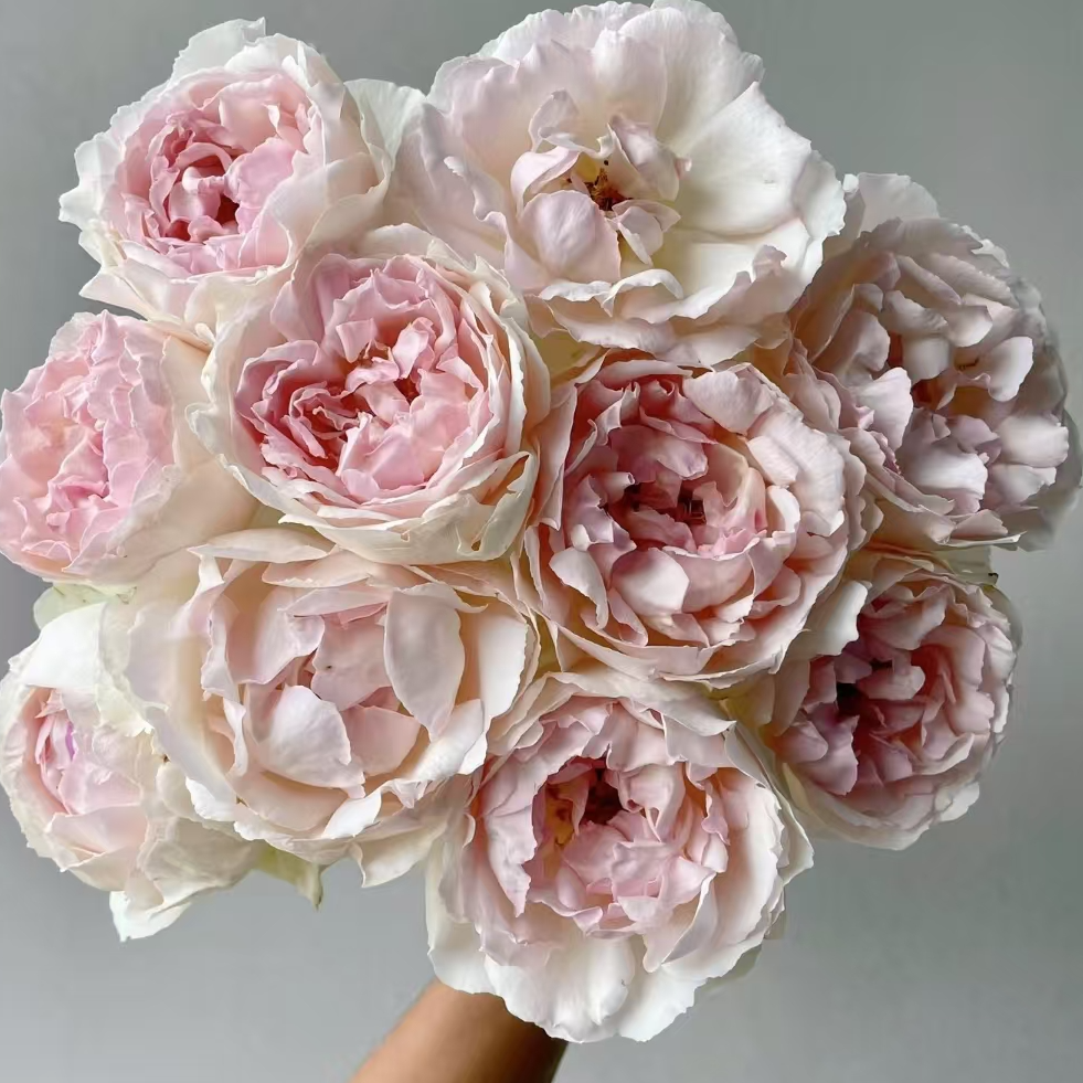 【一品花集】新品【伊芙钱特玛丽】单头玫瑰10支