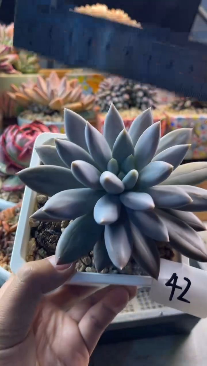 41哥特1111111111111