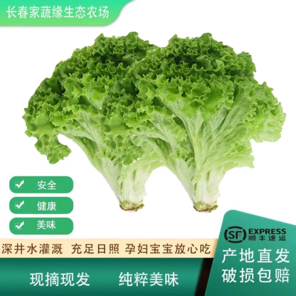 【家蔬缘自产】生菜农场种植健康现摘现发基地直发