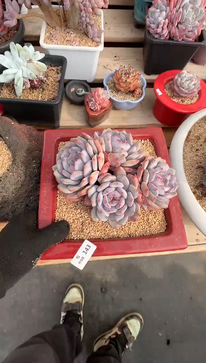 143星影多肉植物一物一拍