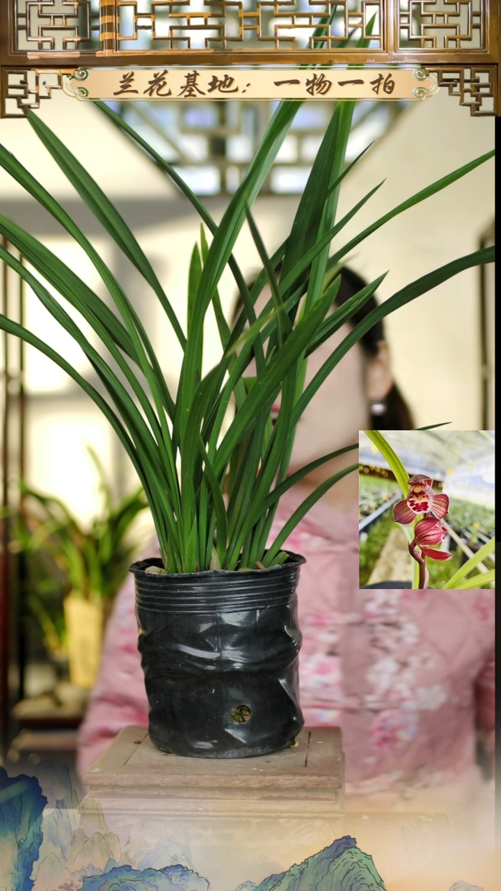 全部花苞春剑红荷6苗5花苞