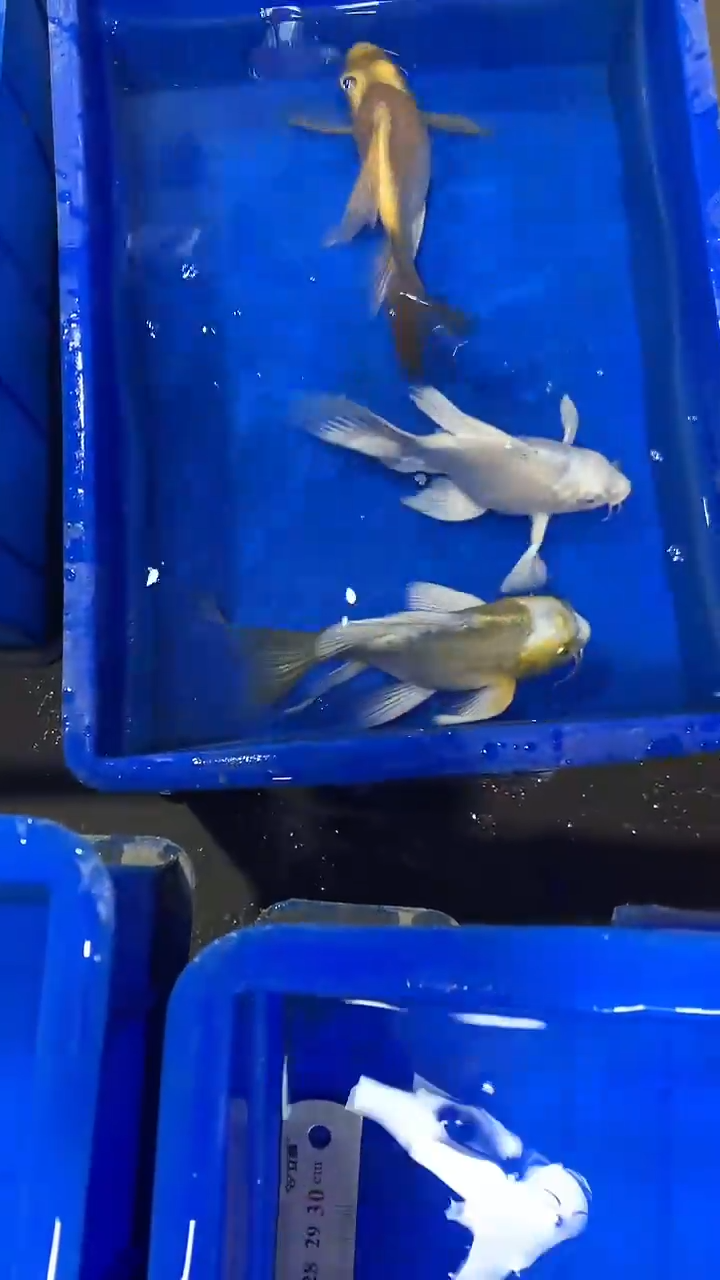 蝴蝶鲤鱼蝴蝶鲤直播选鱼专用链接 凭开箱视频售后