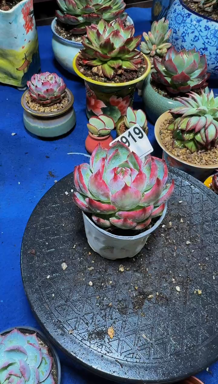 B919惊鸿仙子-----