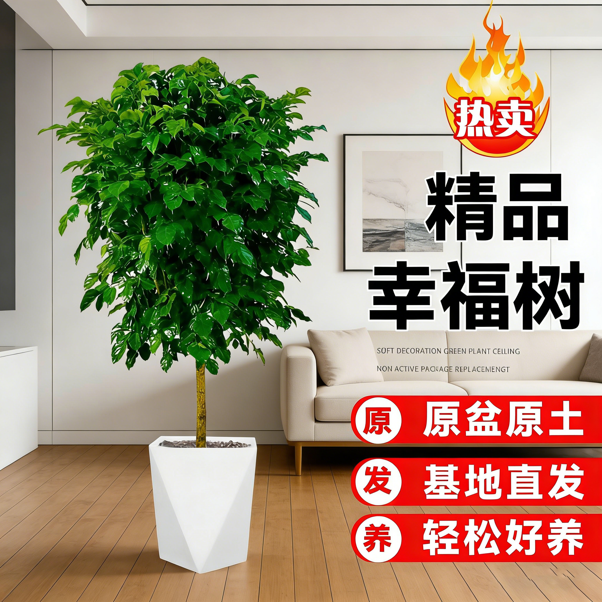 80-90cm独杆棒棒糖幸福树室内幸福观叶绿植 四季常青