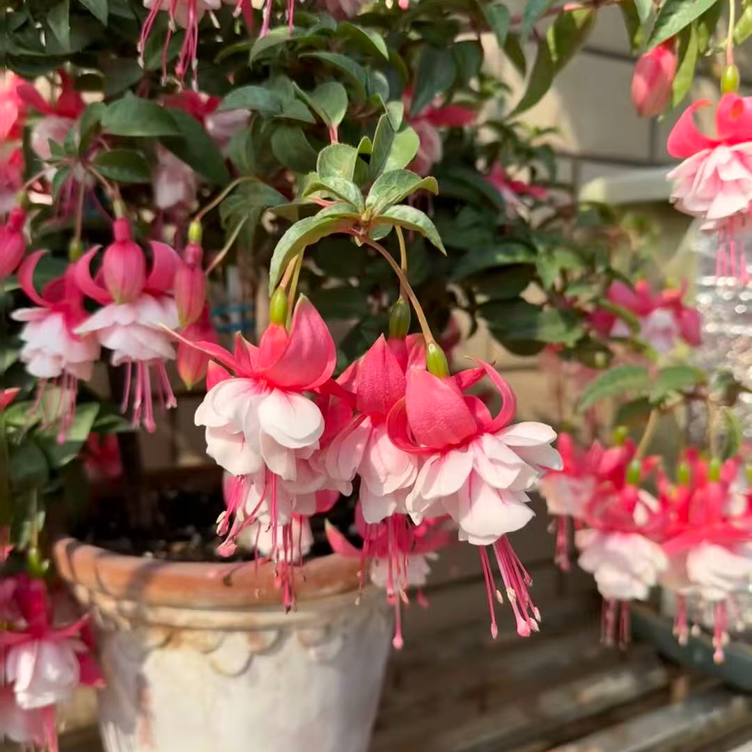 倒挂金钟【醉红颜】棒棒糖爆花机器庭院阳台盆栽