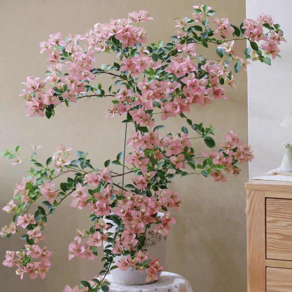 【卡亚塔】原盆原土三角梅盆栽（一个月内换盆不售后）