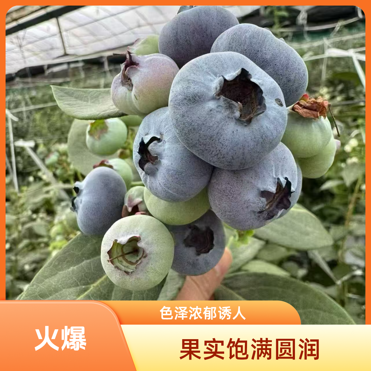 大凉山花香蓝莓脆甜花香精选蓝莓品质保证四川省