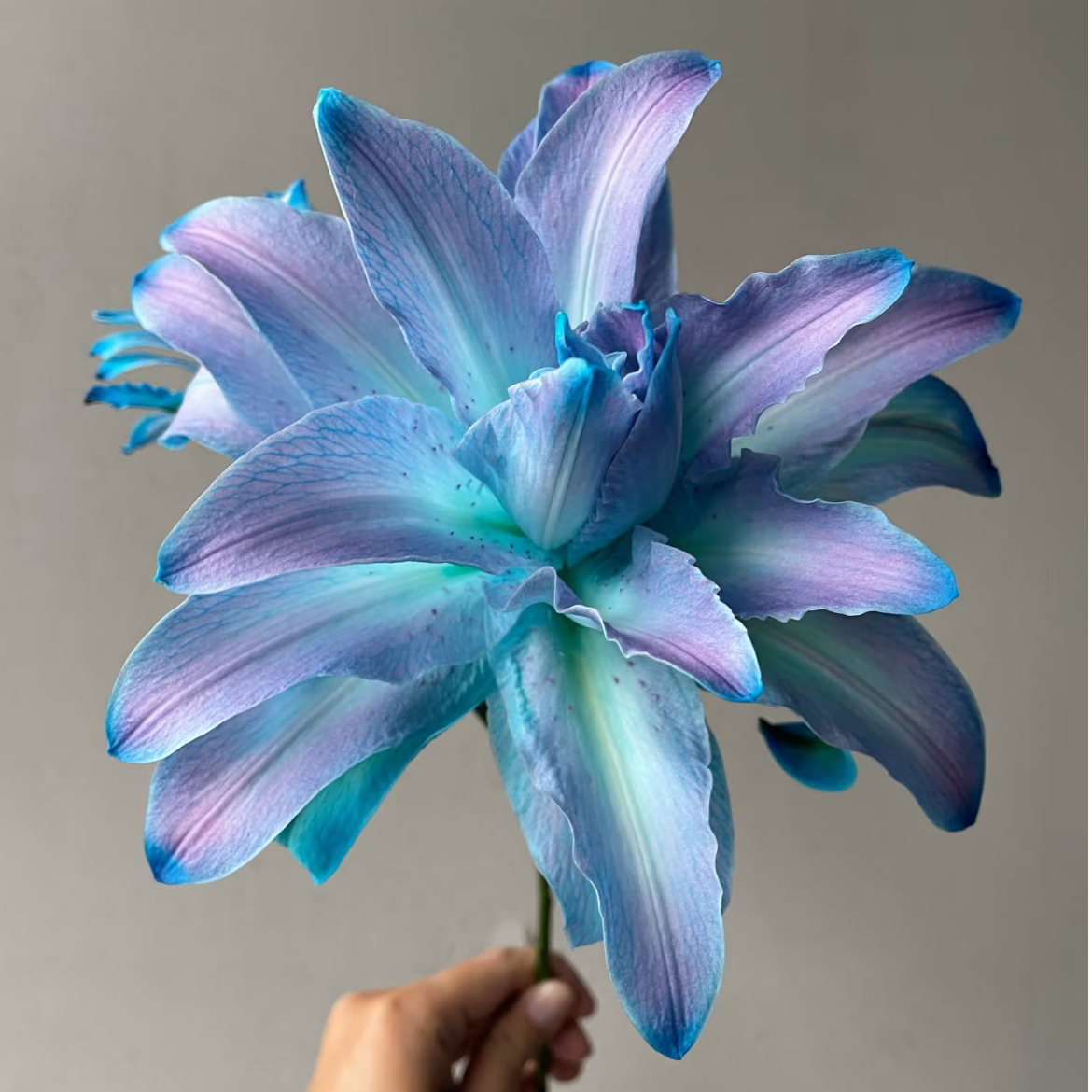 【大聪明卖花】梦境重瓣百合 任意2单鲜花包邮 发货后不支持退款