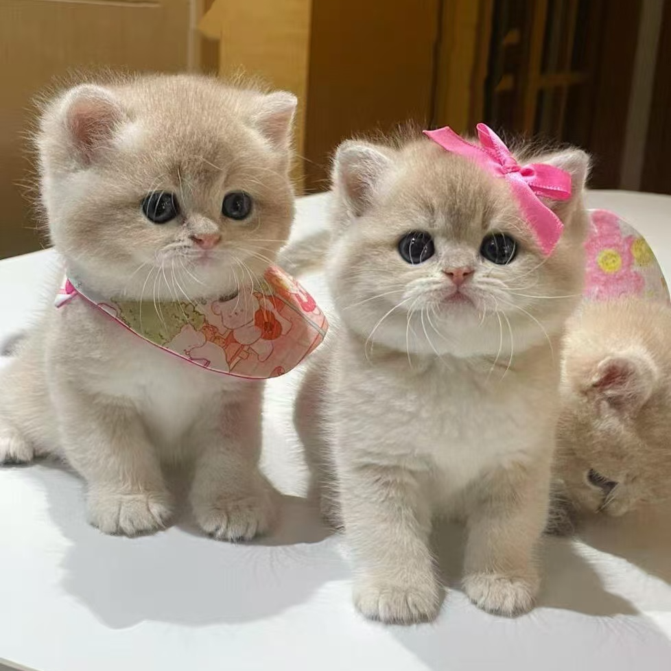 （金刚家）英短美短金渐层德文缅因可爱猫咪活体