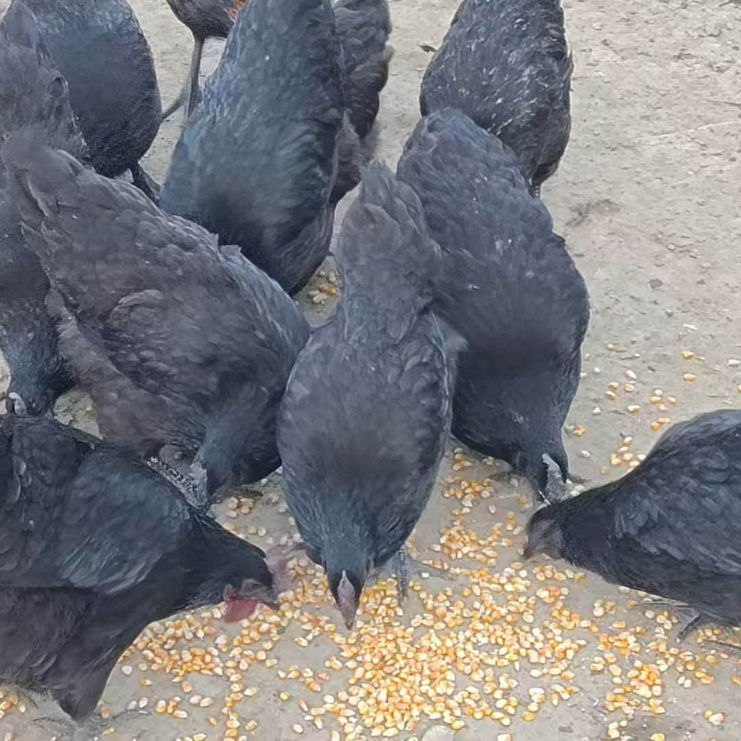 本地散养土鸡肉顺丰冷链包邮农村自己养的土鸡五谷杂粮
