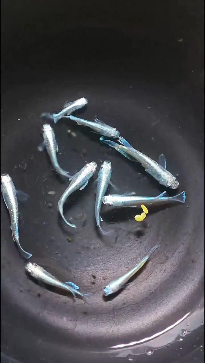 青鳉鱼观背青鳉016