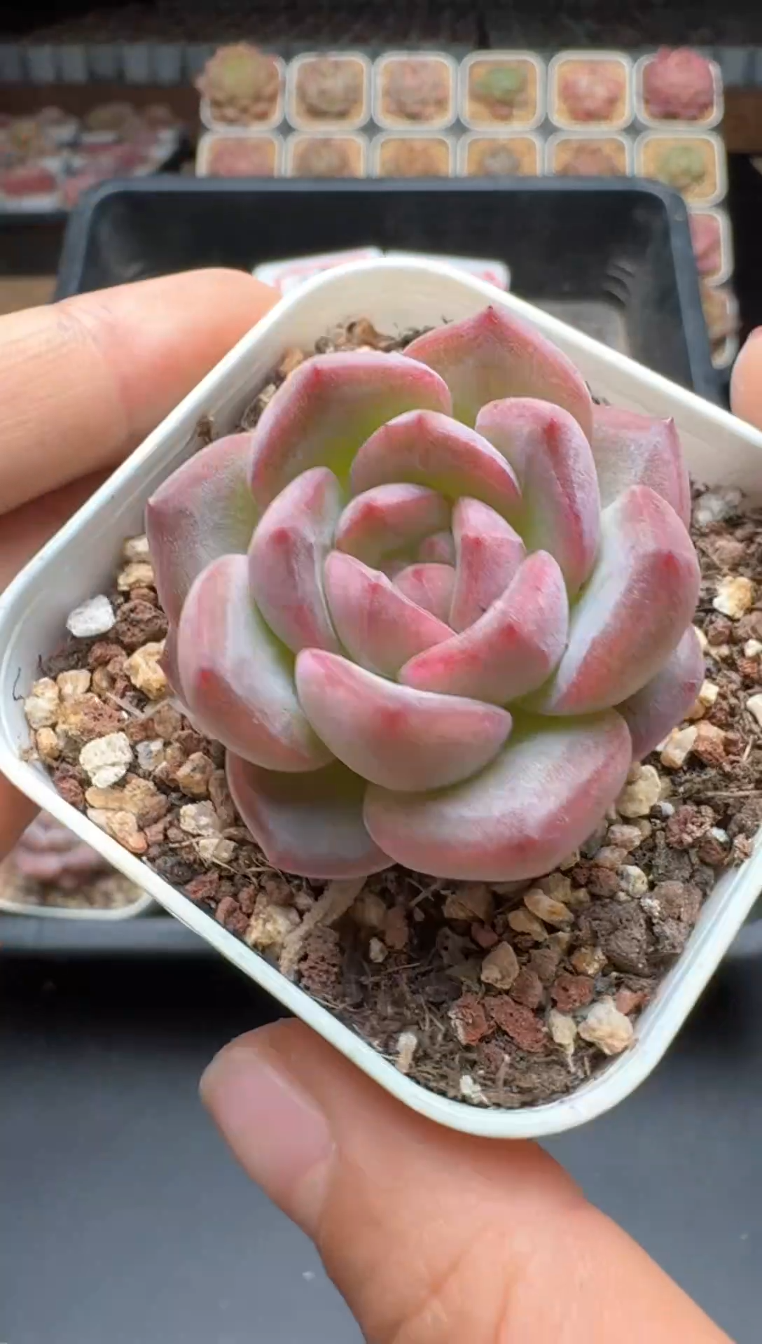 【闪购商品】157号 珍妮杂交多肉 花卉植物