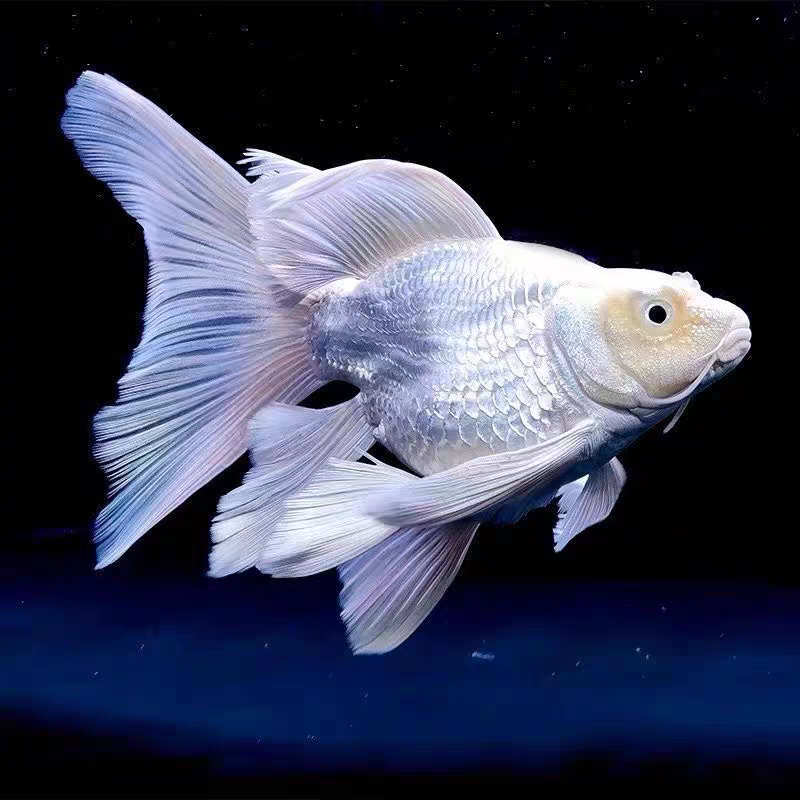 【5-7公分】精品蝴蝶鲤球体短身冷水鱼广温鱼招财鱼圆头大鳍大尾