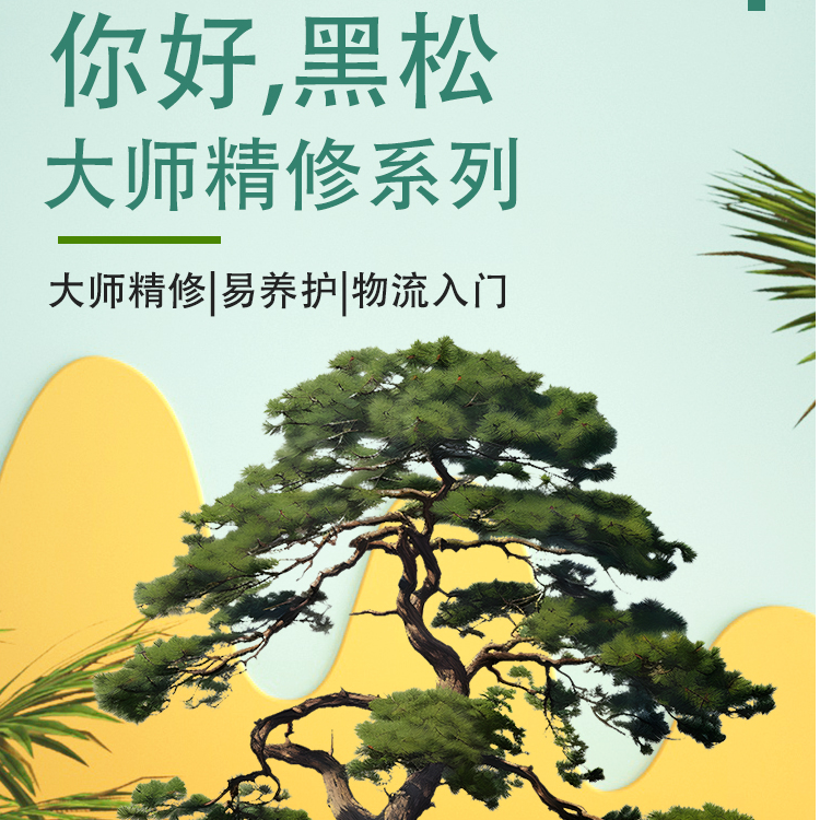 黑松 观赏松 绿植盆景 绿化树 别墅庭院种植树木 行道树 造景树