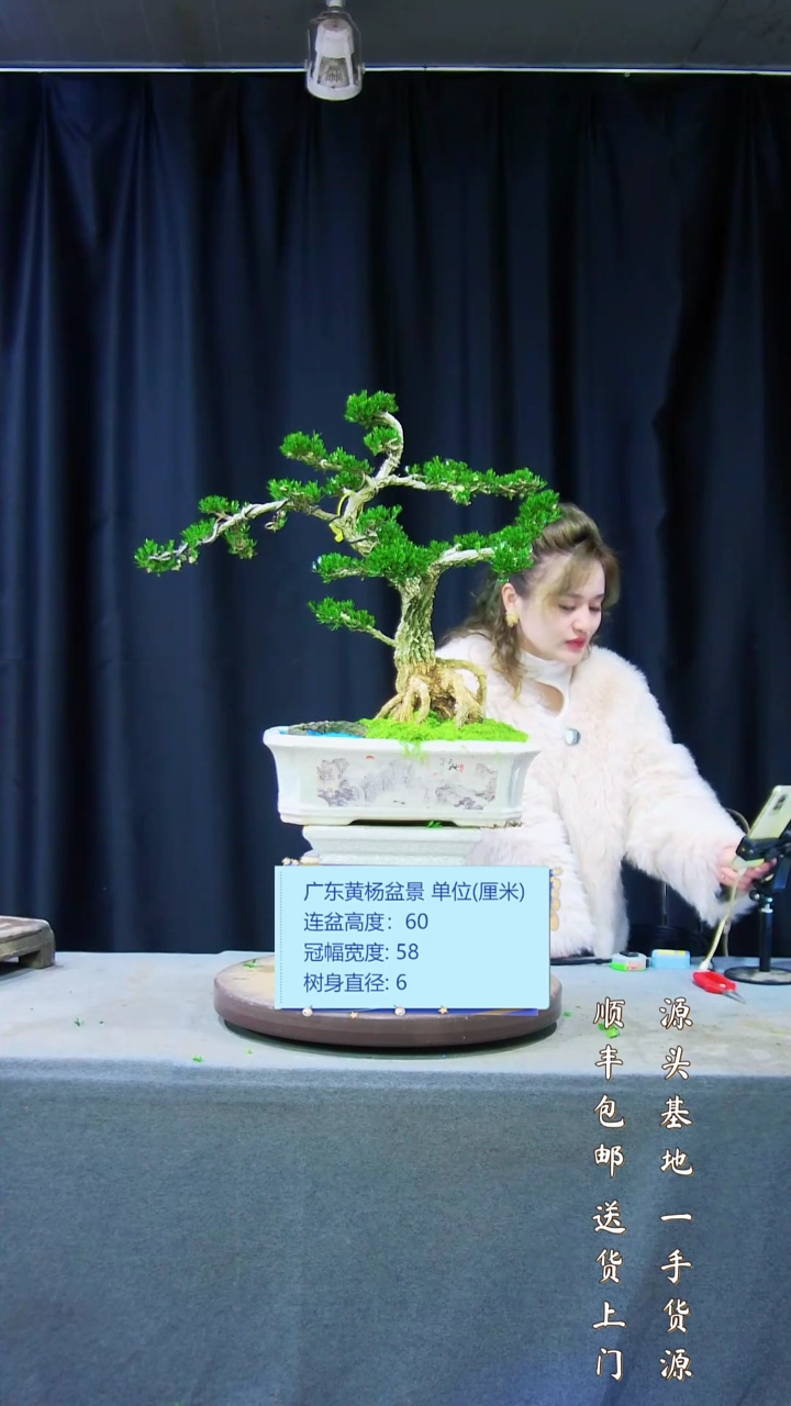 【闪购商品】雀舌黄杨盆景雀舌黄杨盆景