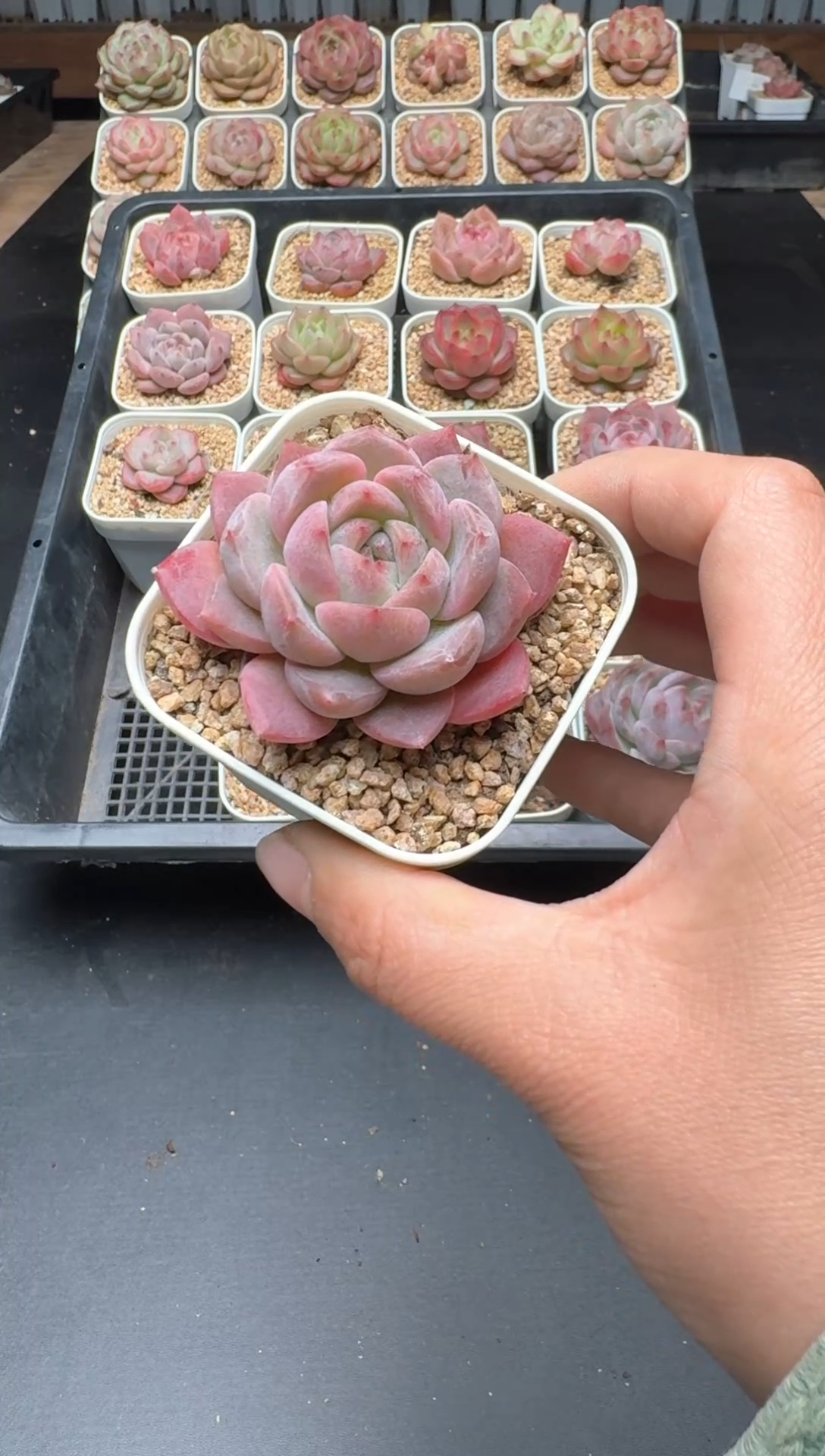 【闪购商品】641A号一物一拍多肉花卉植物拍3颗起发