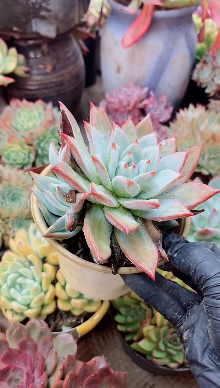 ?**?22050多肉植物一物一拍