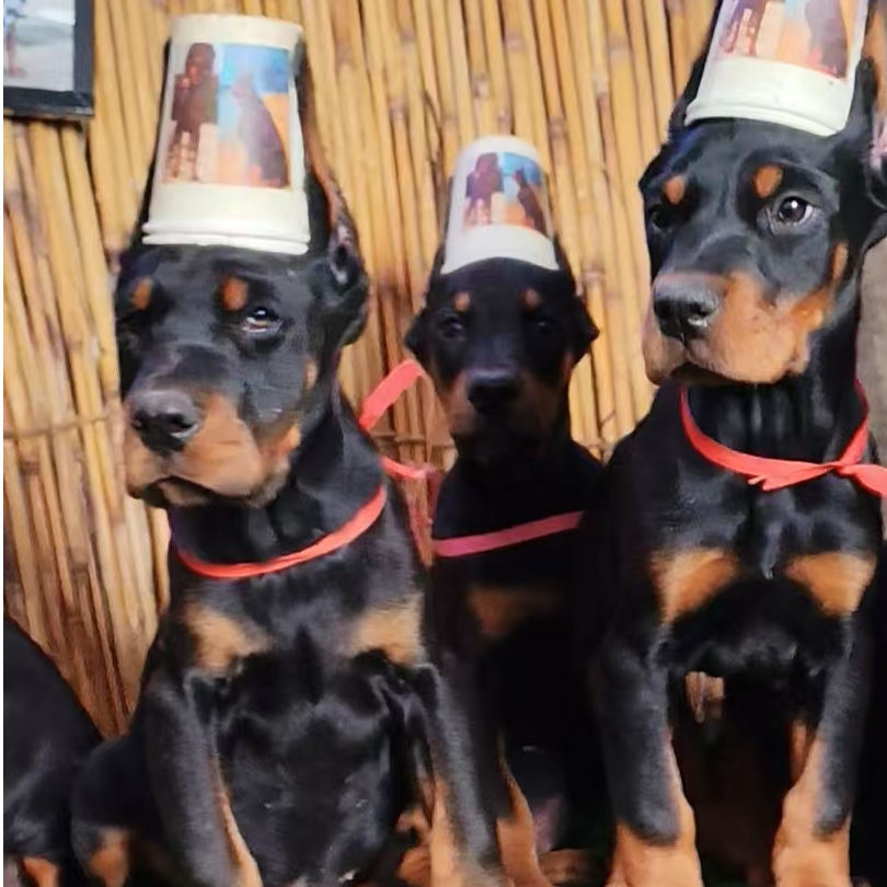 老秦杜宾犬宠物狗狗高级宠物伴侣犬大型犬宠物看家杜宾犬幼犬