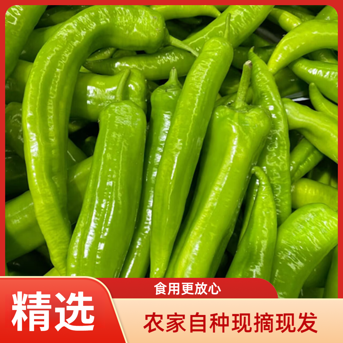 【5斤精选】新鲜青椒薄皮青辣椒农家自种青尖椒现摘现发羊角椒中辣