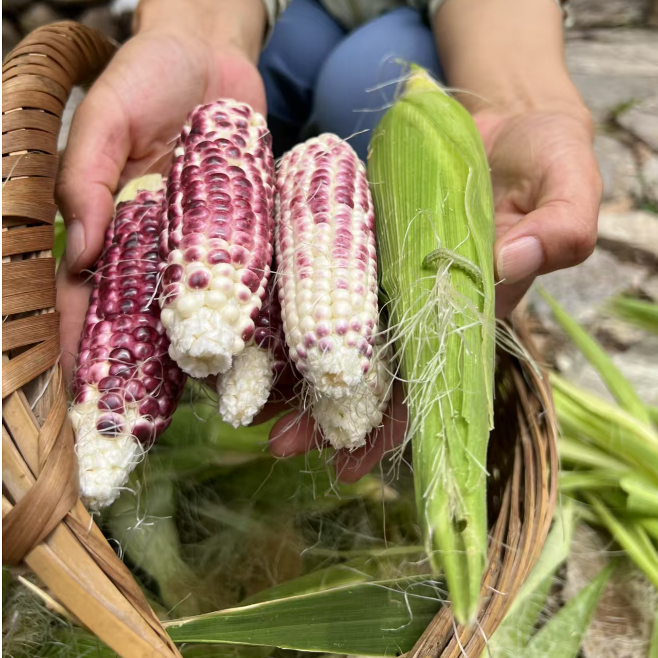 山东老品种自留种小甜紫糯玉米原生态种植现采现发顺丰包邮
