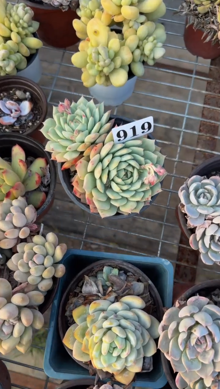 【闪购商品】919静夜