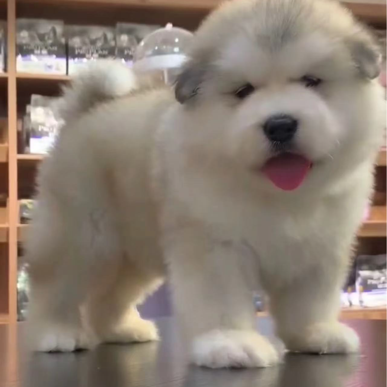 玲姐家熊版阿拉斯加