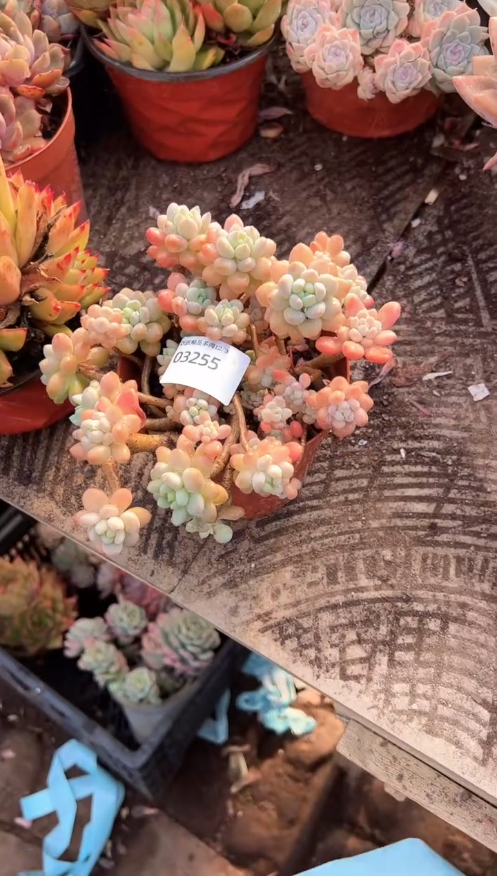 美****）多肉植物一物一拍03255